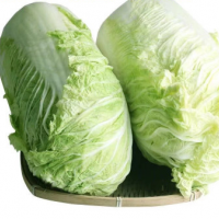 Chinese Cabbage with Yellow Heart